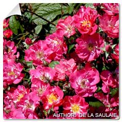 Roseira 'Robin Hood'